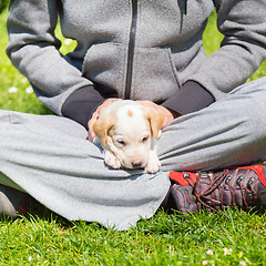 Image showing Mixed-breed cute little puppy in lap.