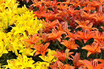 Image showing Natural background with colorful lilies