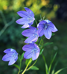 Image showing Balloon flowers