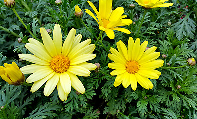 Image showing Bright yellow flowers