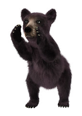 Image showing Black Bear Cub