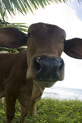 Image showing caribbean cow