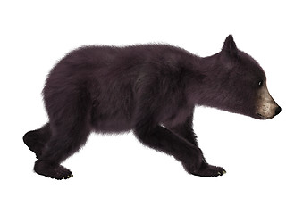 Image showing Black Bear Cub