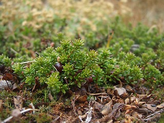 Image showing Crowberry plant