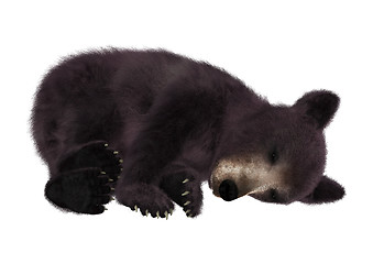 Image showing Black Bear Cub