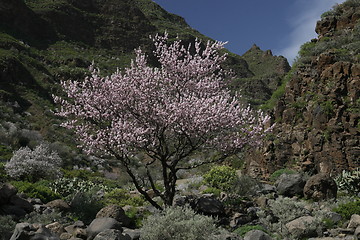 Image showing EUROPE SPIAN GRAN CANARY 