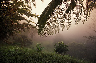 Image showing LATIN AMERICA HONDURAS COPAN