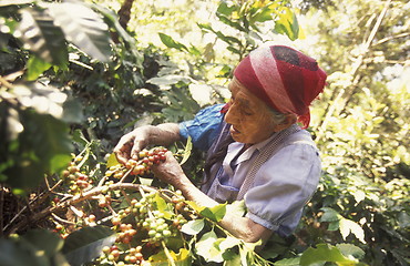 Image showing LATIN AMERICA KOFFEE