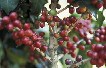 Image showing LATIN AMERICA KOFFEE