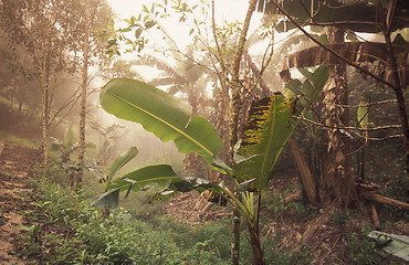 Image showing LATIN AMERICA HONDURAS COPAN