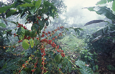 Image showing LATIN AMERICA HONDURAS COPAN