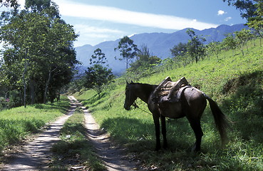 Image showing LATIN AMERICA HONDURAS GARCIAS