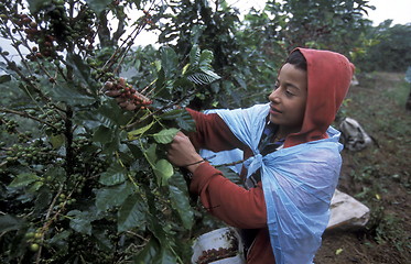 Image showing LATIN AMERICA HONDURAS COPAN