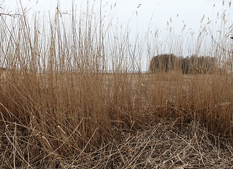 Image showing Dry reeds in the wind 