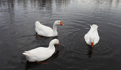 Image showing domestic geese