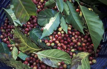 Image showing LATIN AMERICA KOFFEE