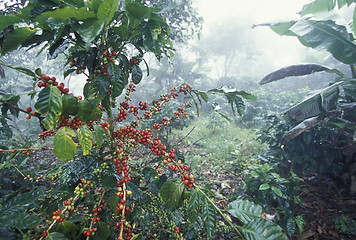 Image showing LATIN AMERICA HONDURAS COPAN