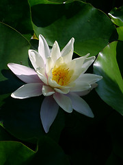 Image showing waterlily