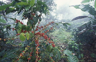 Image showing LATIN AMERICA HONDURAS COPAN