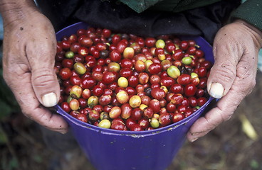 Image showing LATIN AMERICA HONDURAS COPAN