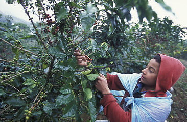 Image showing LATIN AMERICA HONDURAS COPAN