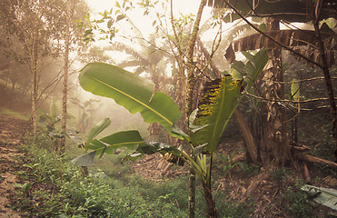 Image showing LATIN AMERICA HONDURAS COPAN