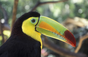 Image showing LATIN AMERICA HONDURAS COPAN