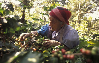 Image showing LATIN AMERICA KOFFEE