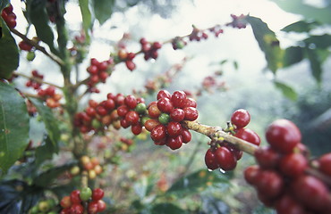 Image showing LATIN AMERICA HONDURAS COPAN