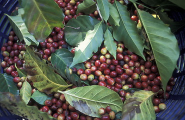 Image showing LATIN AMERICA KOFFEE