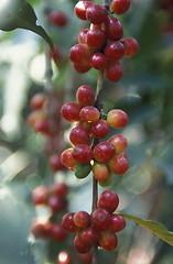 Image showing LATIN AMERICA KOFFEE