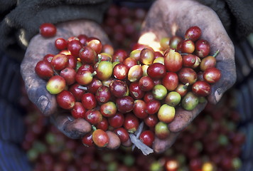 Image showing LATIN AMERICA GUATEMALA KOFFE