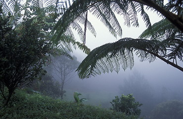 Image showing LATIN AMERICA HONDURAS COPAN