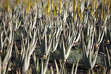 Image showing EUROPE CANARY ISLANDS FUERTEVENTURA