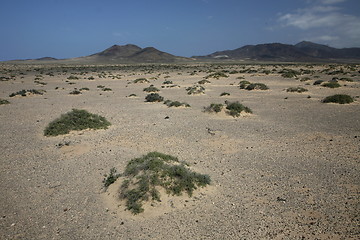 Image showing EUROPE CANARY ISLANDS FUERTEVENTURA