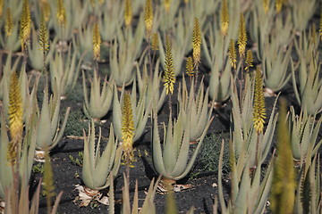 Image showing EUROPE CANARY ISLANDS FUERTEVENTURA