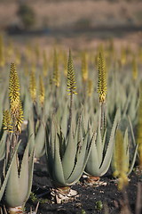 Image showing EUROPE CANARY ISLANDS FUERTEVENTURA