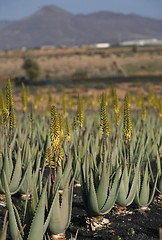 Image showing EUROPE CANARY ISLANDS FUERTEVENTURA