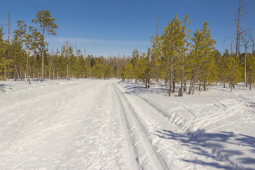 Image showing In the woods