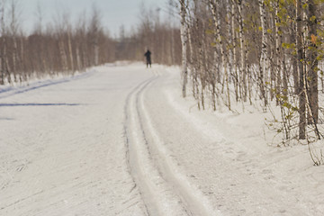 Image showing In the woods