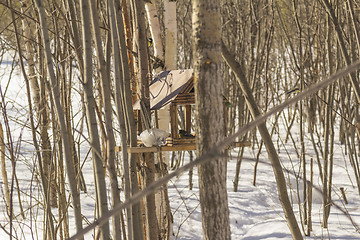 Image showing Feeders for birds   