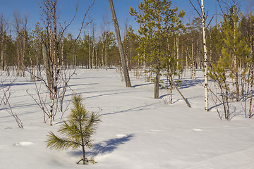 Image showing In the woods