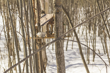 Image showing Feeders for birds   