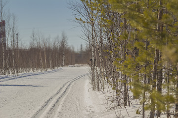 Image showing In the woods