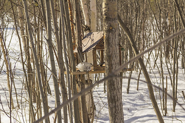 Image showing Feeders for birds   