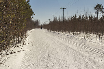 Image showing In the woods