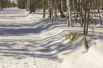 Image showing In the woods