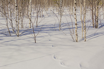 Image showing In the woods