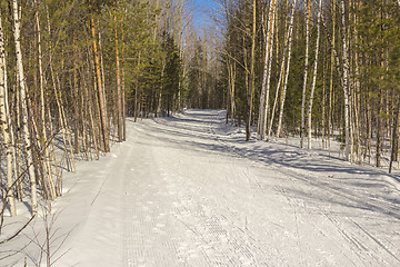 Image showing In the woods