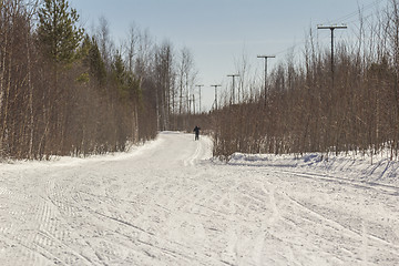 Image showing In the woods